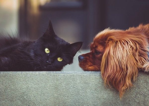 Healing Dieren (Hond, Kat, Paard, Konijn en meer...)